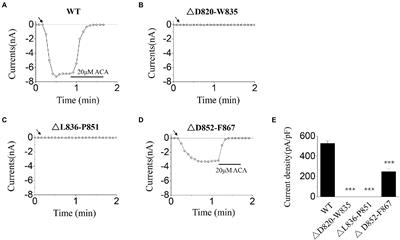 The identification of the key residues E829 and R845 involved in transient receptor potential melastatin 2 channel gating